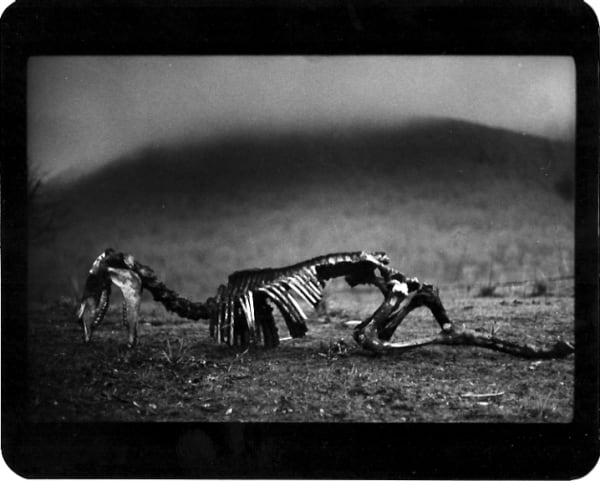 Giacomo Brunelli, Horse Skeleton, 2005-2009