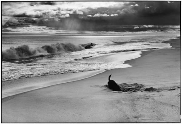 Elliott Erwitt, East Hampton, NY (Sammy at the beach), 1998