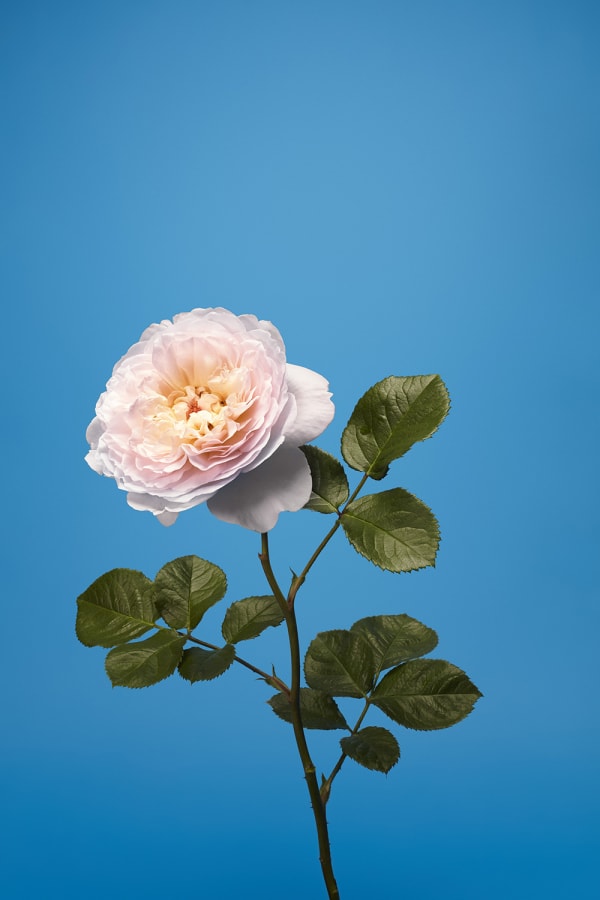 Luke Stephenson, Emily Bronte, 2018