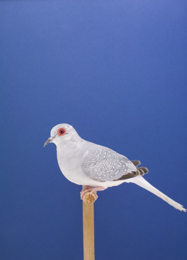 Luke Stephenson, Diamond Dove #1, 2009