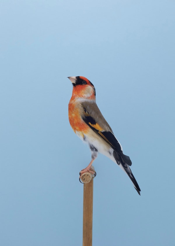Luke Stephenson, Goldfinch x Bullfinch #1 (Mule), 2017