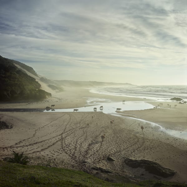Daniel Naudé, Xhosa Cattle at Nebelele River Mouth, Eastern Cape, 2018