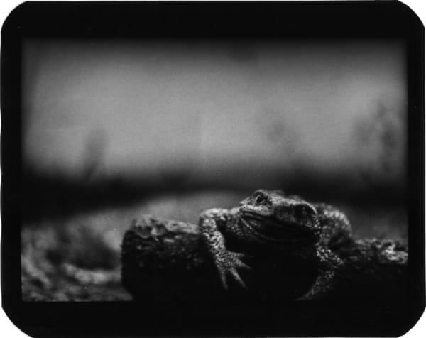 Giacomo Brunelli, Toad and Log, 2005-2009