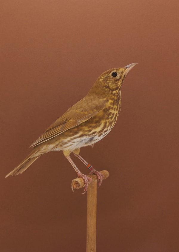 Luke Stephenson, Cinnamon Song Thrush #1, 2017