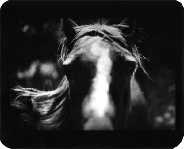 Giacomo Brunelli, Horse Mane, 2005-2009