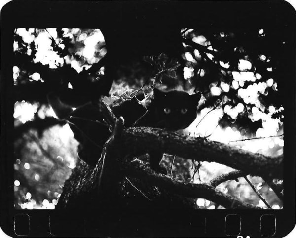 Giacomo Brunelli, Cat In The Tree, 2005-2009