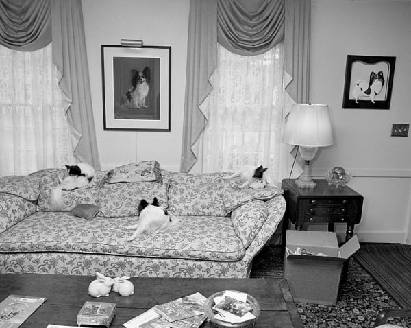 Sage Sohier, Papillons in living room, Duxbury, Massachusetts, 1992