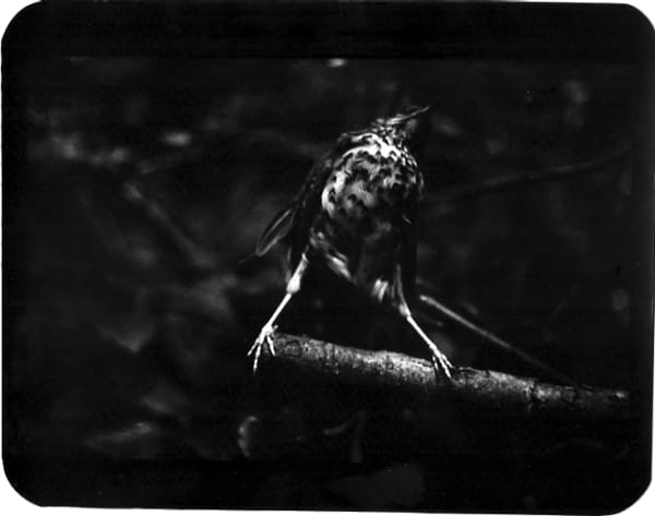 Giacomo Brunelli, Bird On Branch, 2005-2009