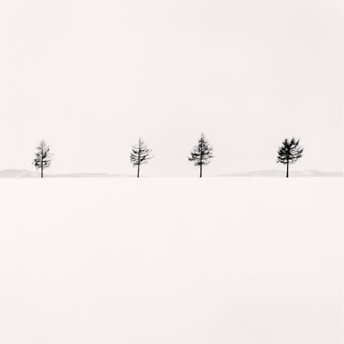 Michael Kenna, Kurosawa's Trees, Study 1, Memanbetsu, Hokkaido, Japan, 2004