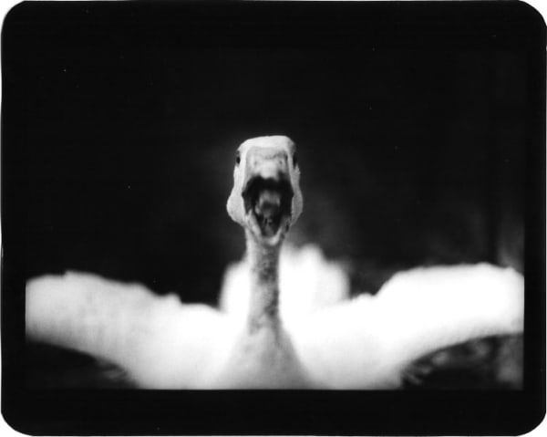 Giacomo Brunelli, Duck Angry, 2005-2009
