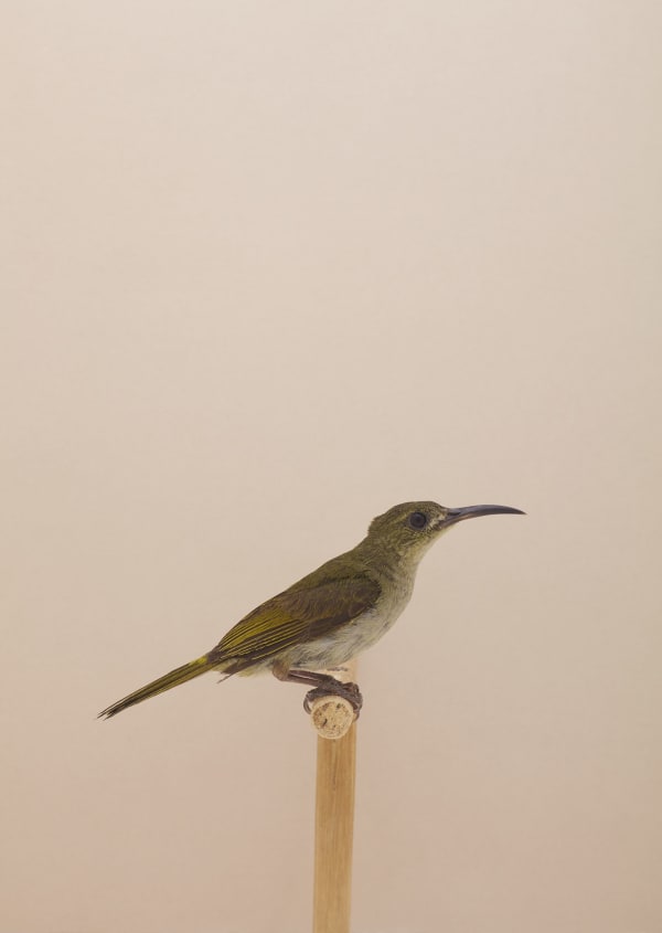 Luke Stephenson, Olive Sunbird #1, 2016