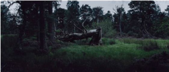 Chrystel Lebas, Re-visiting Pinus silvestris [illeg.]. Plate n°1245, Aviemore, Rothiemurchus, August 201257°8.691’N 3°50.304’ W, 2012