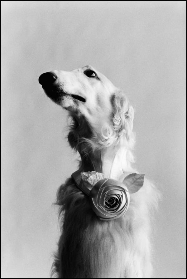 Elliott Erwitt, New York City (Dog portrait), 1999