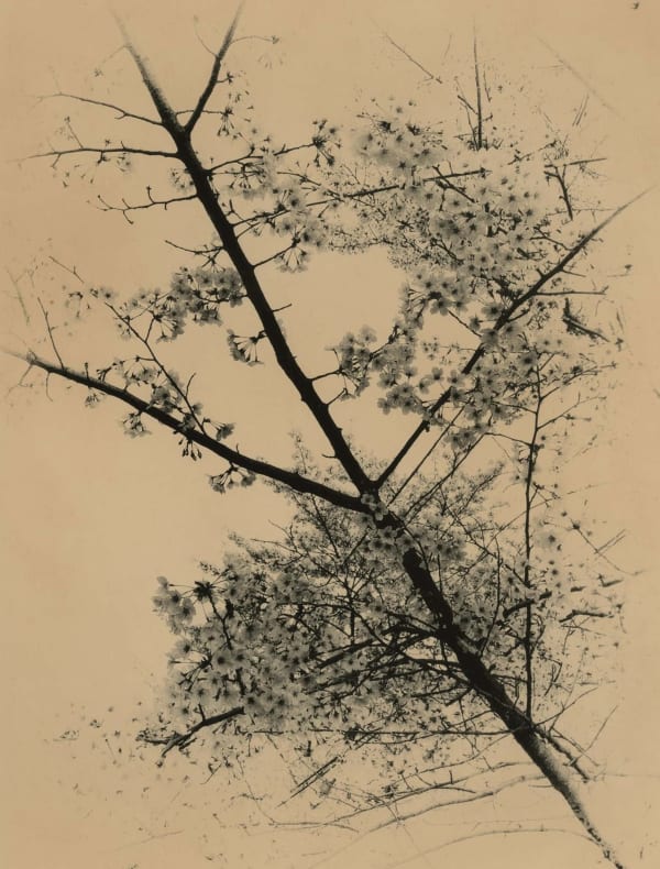Miho Kajioka, BK0631, 2020