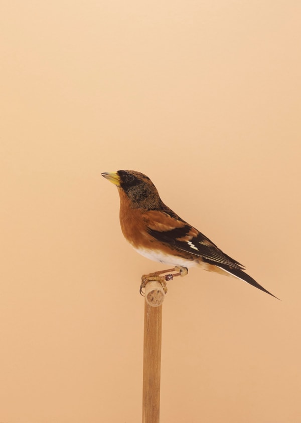 Luke Stephenson, Bramblefinch #1 (Cock), 2017