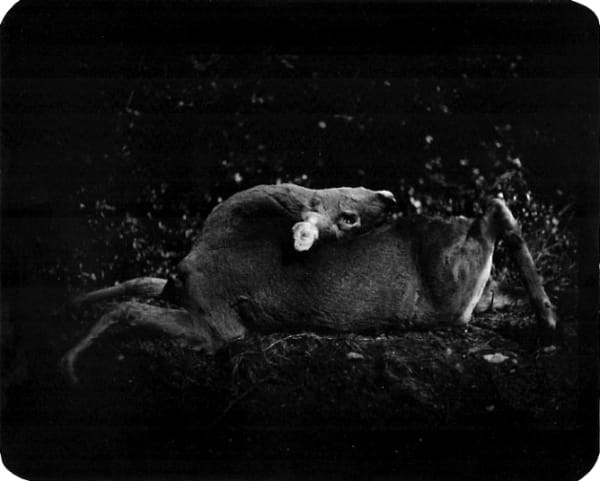 Giacomo Brunelli, Deer, 2005-2009