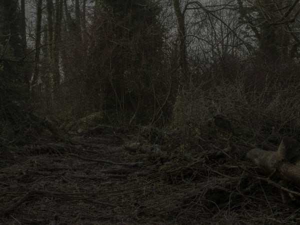 Simon Roberts, Weeds and the Wilderness #1, 2017