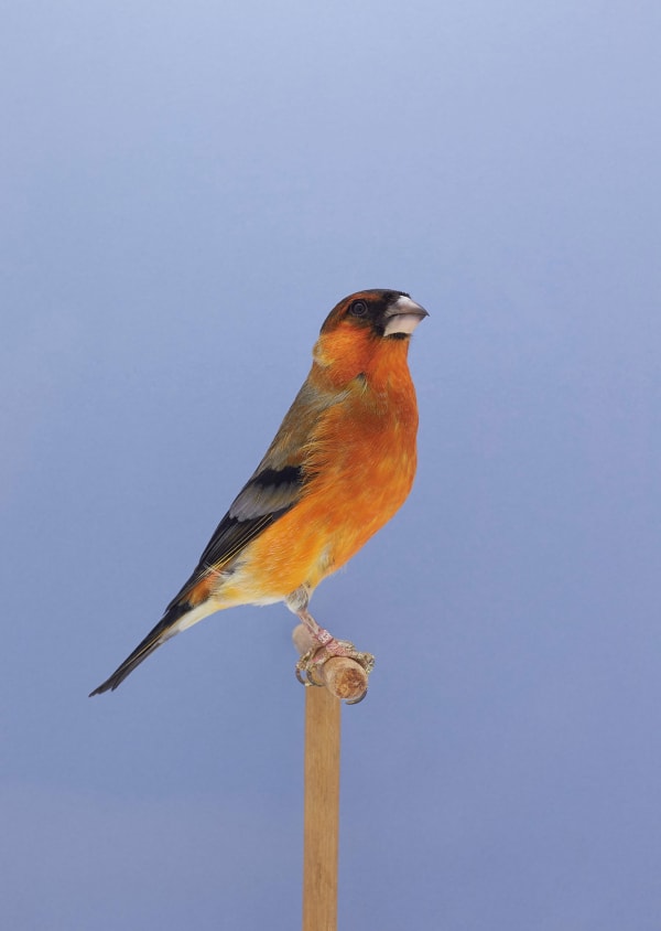 Luke Stephenson, Greenfinch x Bullfinch #1, 2017