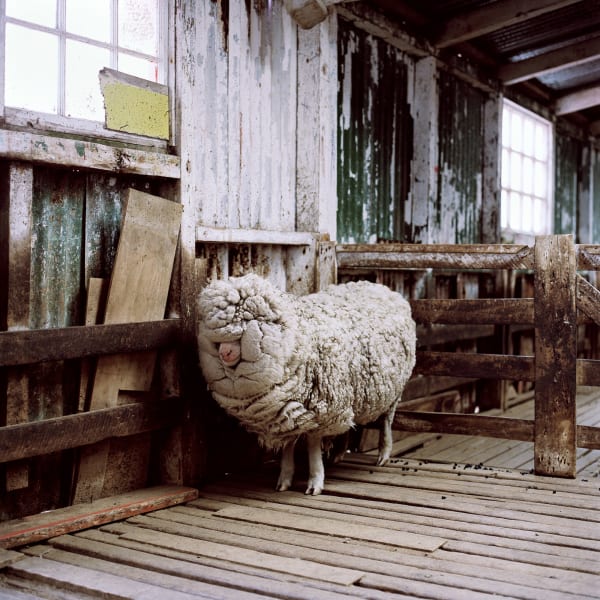 Jon Tonks, Double fleeced sheep, Falkland Islands, 2011