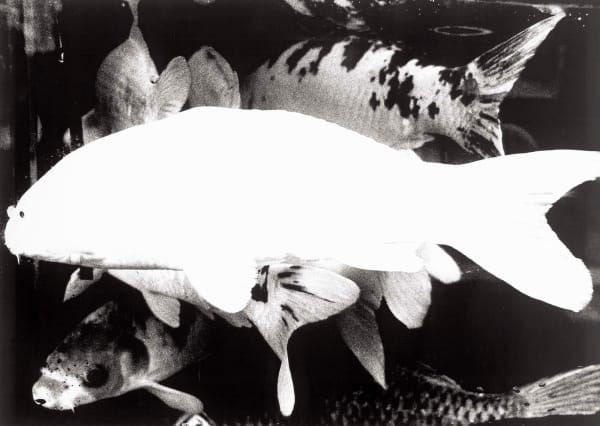 Daido Moriyama, Camera Mainichi, Hiroshima, 1974