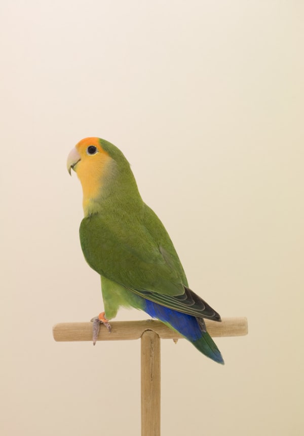 Luke Stephenson, Love Bird #4, 2008