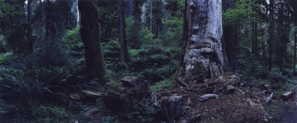 Regarding Forests