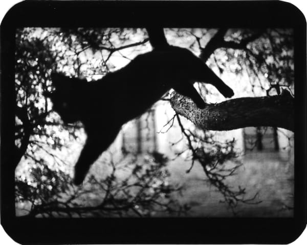 Giacomo Brunelli, Cat Jumping Tree, 2005-2009