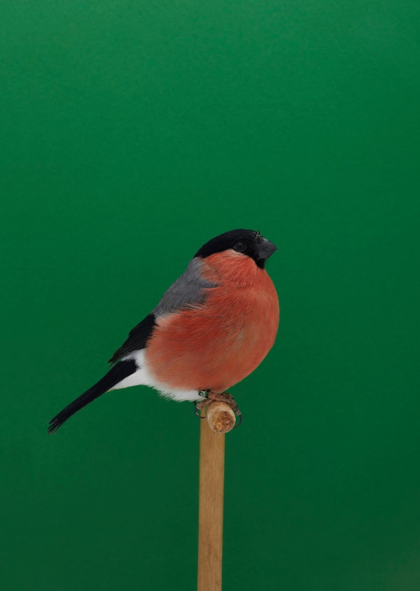 Luke Stephenson, Bullfinch #3 (Cock), 2017