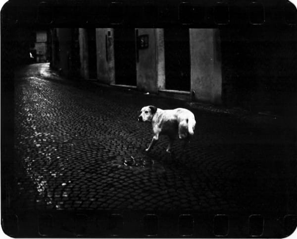 Giacomo Brunelli, Dog Three Legged, 2005-2009