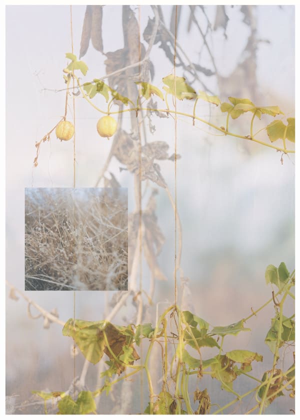Sophie Gerrard, Seedscape #2, 2024