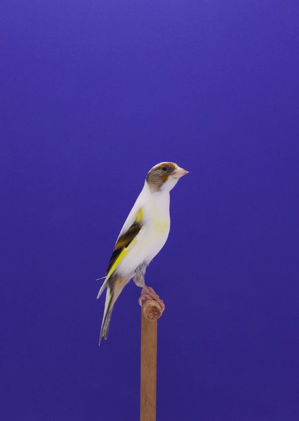 Luke Stephenson, Goldfinch #4 (Mule), 2017