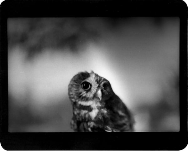 Giacomo Brunelli, Owl, 2005-2009