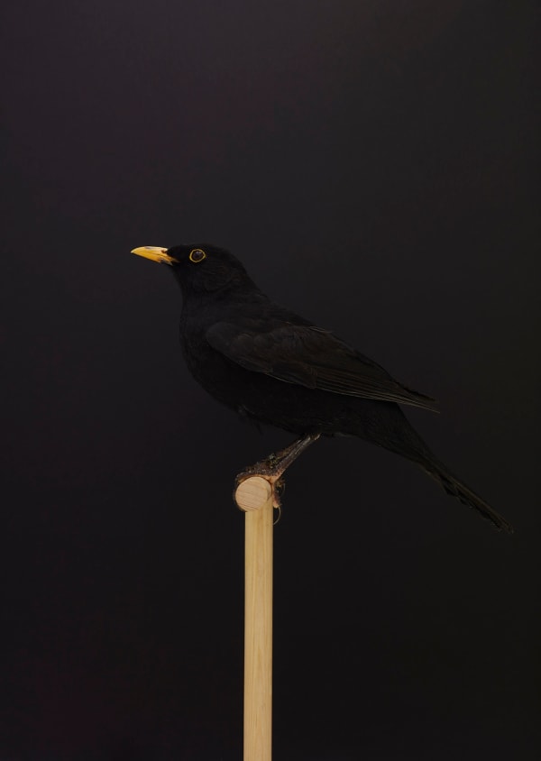 Luke Stephenson, Blackbird #1 (Cock), 2019