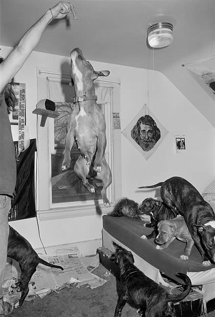 Sage Sohier, Couple playing with Pit Bulls in bedroom, Brighton, Massachusetts, 1992