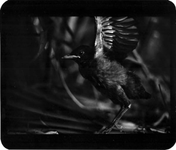 Giacomo Brunelli, Bird Grass UK, 2005-2009