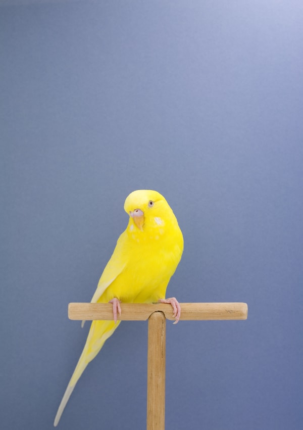 Luke Stephenson, Budgie #9, 2008