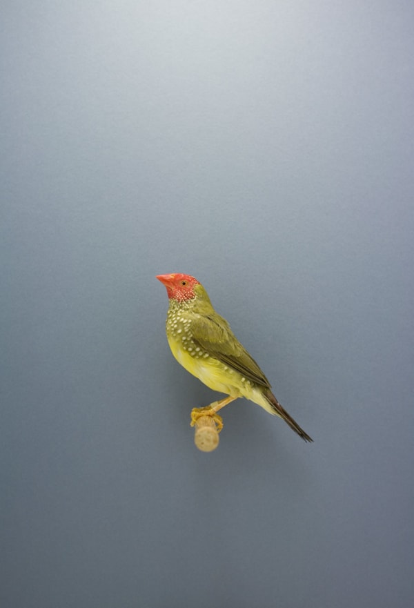 Luke Stephenson, Star Finch #1, 2009