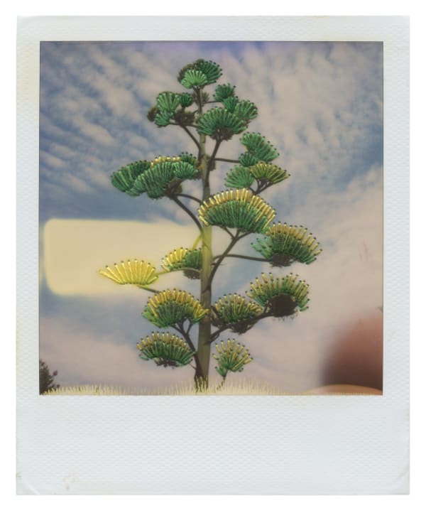 Julie Cockburn, Ma’s Agave, 2025