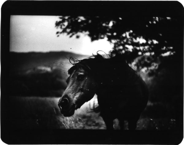 Giacomo Brunelli, Horse Shaking Head, 2005-2009