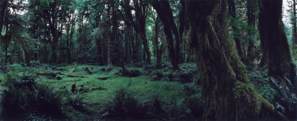 Chrystel Lebas, Regarding Forests, Quinault Rain Forest #20, Olympic National Park, 2019