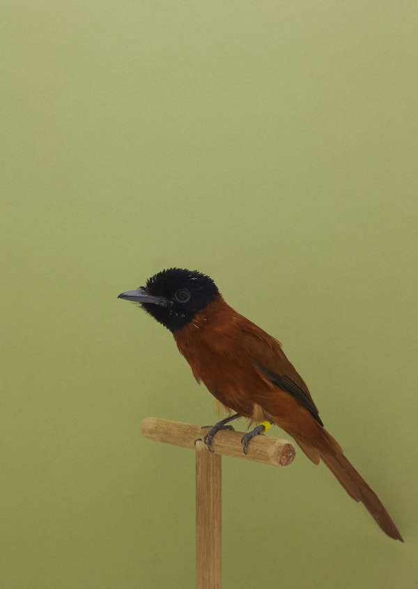 Luke Stephenson, African Paradise Flycatcher #1, 2016