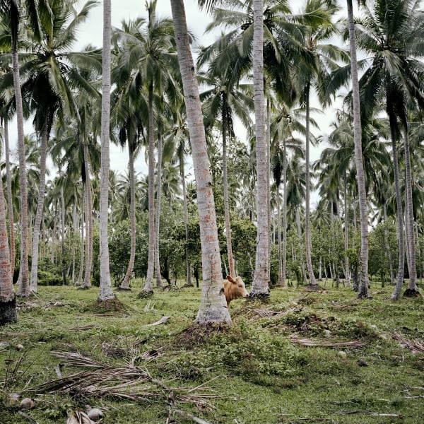 Jon Tonks, Cow amongst palm trees, Vanuatu, 2015