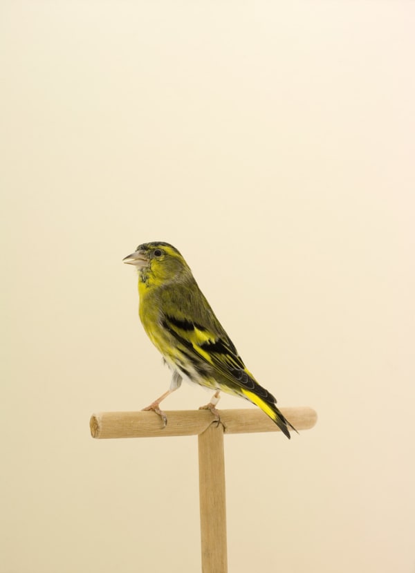 Luke Stephenson, Siskin #1, 2008