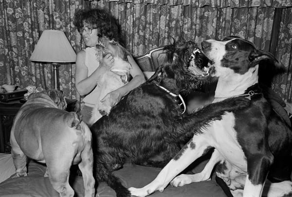 Sage Sohier, Ronnie on bed with her dogs, Holliston, Massachusetts, 1993