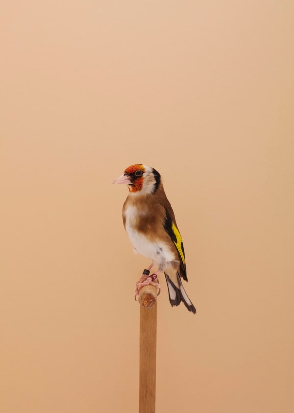 Luke Stephenson, Goldfinch #2 (Pea Throated), 2017