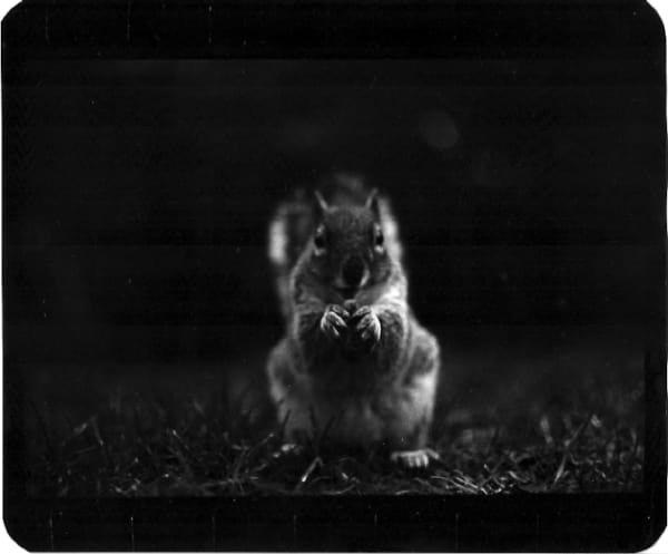 Giacomo Brunelli, Squirrel, 2005-2009