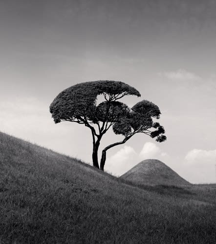 Michael Kenna, Tree and Mountain, Suizenji Joju-en Garden, Kumamoto, Kyushu, Japan, 2002