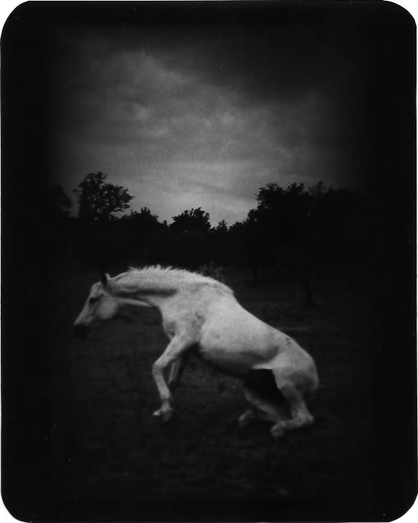 Giacomo Brunelli, Horse Standing Up, 2005-2009