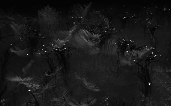 Nicholas Hughes, Verse II, #20, 2020