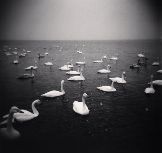 Michael Kenna, Snowflakes and Swans, Kussharo Lake, Hokkaido, Japan, 2005